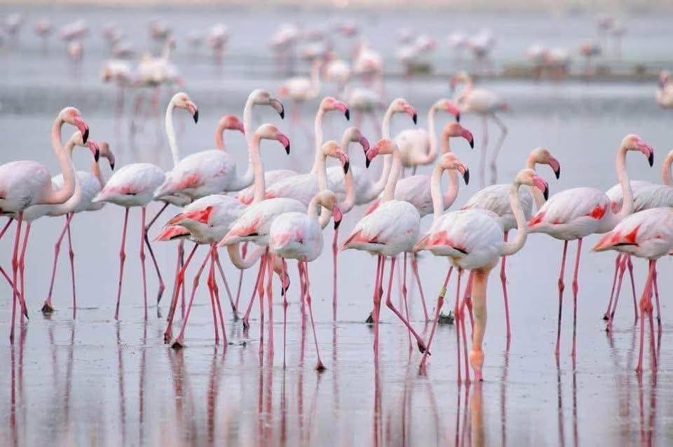 whatsapp image 2026 03 13 at 18.37.19 (1)